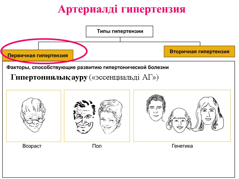 Артериалді гипертензия Гипертониялық ауру («эссенциальді АГ»)